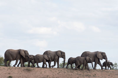 View of elephant in a row