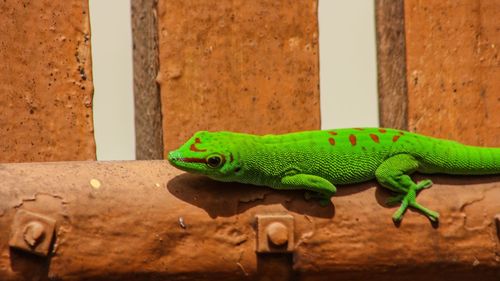 Close-up of lizard on wall