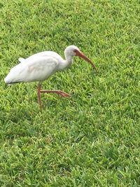 Bird in a field
