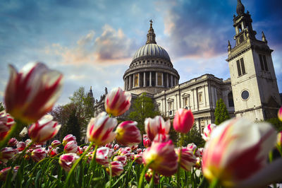 Close-up of pink flowering plants against building