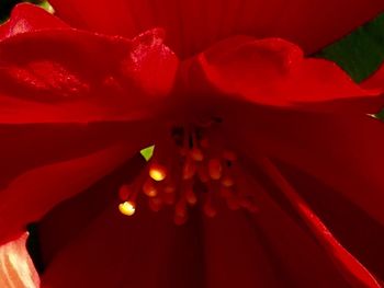 Close-up of red flower