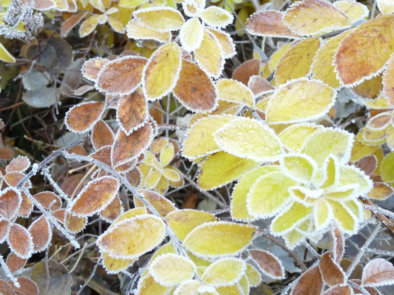 no people, outdoors, full frame, nature, leaf, backgrounds, close-up, day