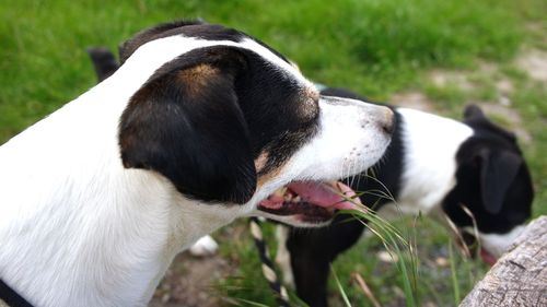 Close-up of dog