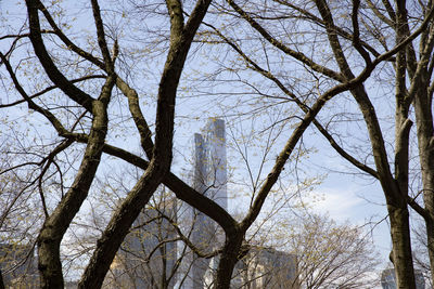 Low angle view of bare trees against sky