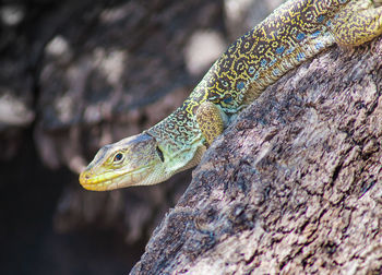 Close-up of lizard on tree