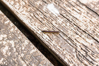 High angle view of insect on wood