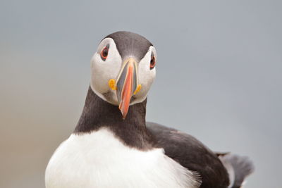 Close-up of puffin