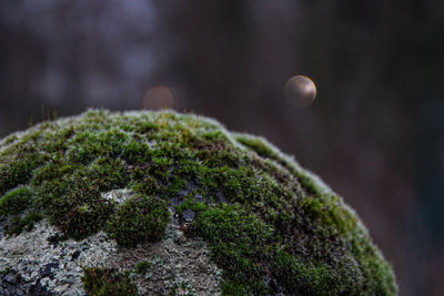 Close-up of moss growing on rock