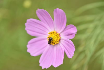 Close-up of purple cosmos flower