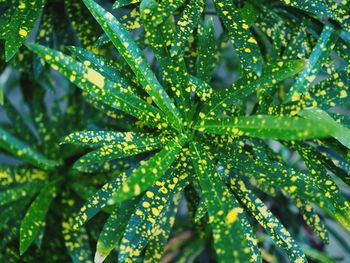 Close-up of wet leaves