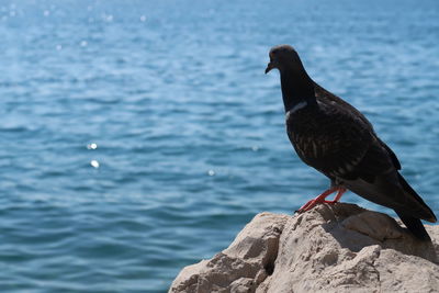 Bird perching on rock by sea