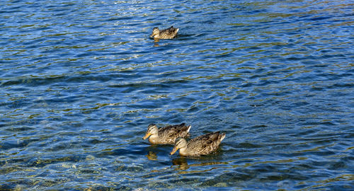 High angle view of ducks swimming in lake