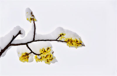 Close-up of snow on plant against white background