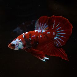 Close-up of fish swimming in sea