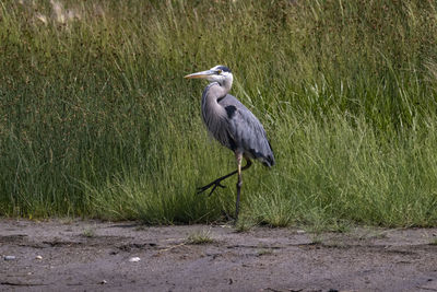 High angle view of gray heron on grass