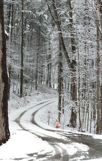 Snow covered trees in winter