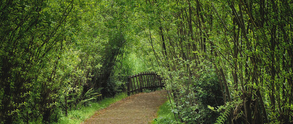 Footpath amidst trees