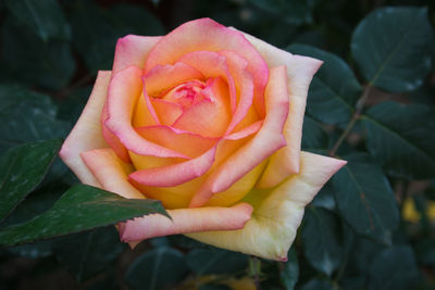 Macro of beautiful pink rose flower in the garden