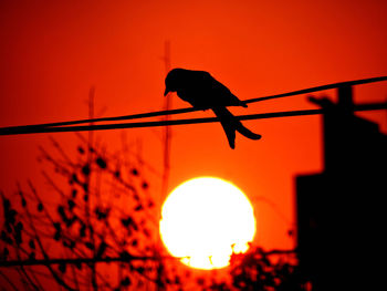 Low angle view of bird perching on silhouette tree against orange sky