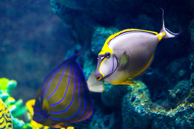 Close-up of fish swimming in sea