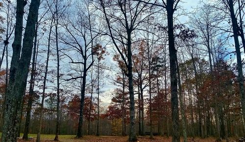 Low angle view of bare trees in forest