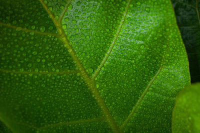 Full frame shot of leaf