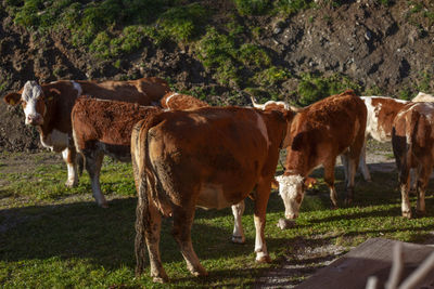 Horses standing in a field