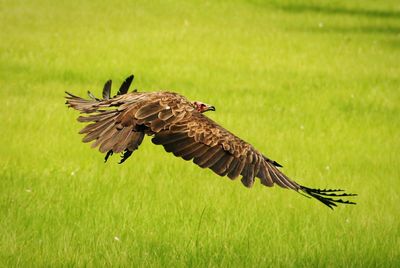 Close-up of eagle flying over field