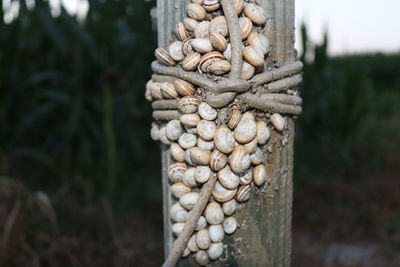 Close-up of wooden post on tree trunk