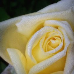 Close up of yellow flower