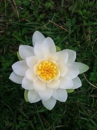 Close-up of white flowers blooming in field