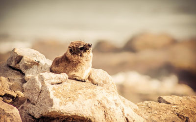 Close-up of lizard sitting on rock