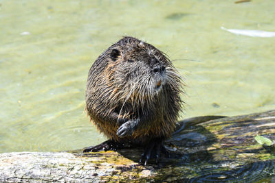 High angle view of an animal