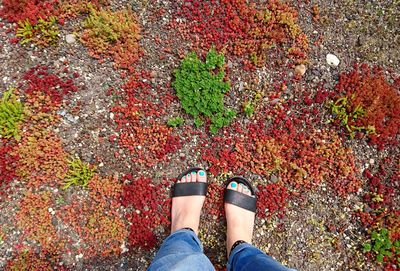 Low section of woman standing on multi colored autumn leaves