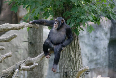 Monkey on tree branch