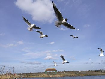 Low angle view of birds flying against sky