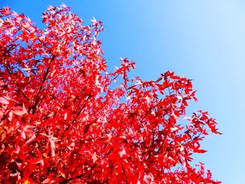 Low angle view of red flowering tree against clear sky