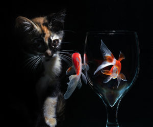 Cats in fish tank