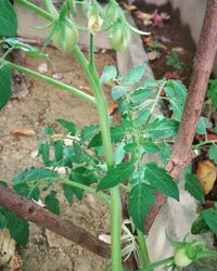 Close-up of plants growing on field