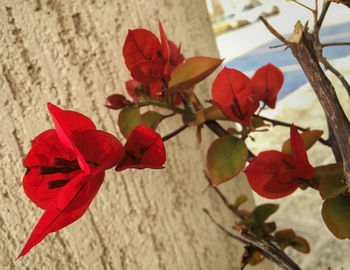 Close-up of red flowers