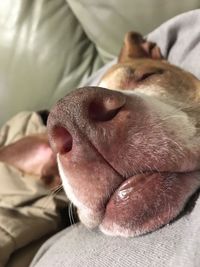 Close-up of dog sleeping on bed