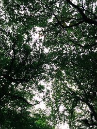 Low angle view of trees in forest