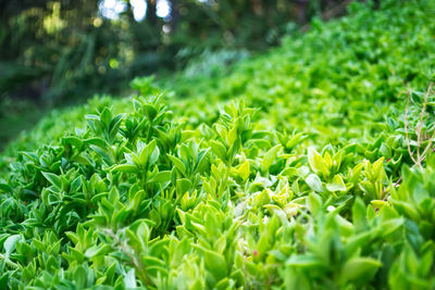 Close-up of fresh green plants in field