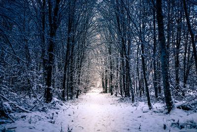 Trees in forest during winter