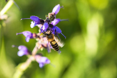 Close-up of bee pollinating on purple flower