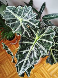 High angle view of leaves and potted plant on table