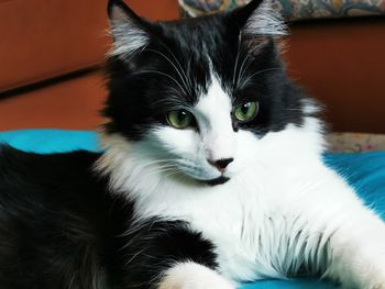 Close-up portrait of a cat