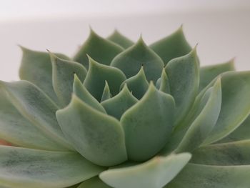 Close-up of succulent plant