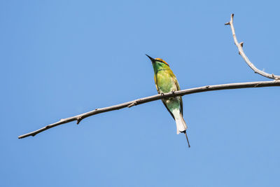 Low angle view of bird perching on branch against sky