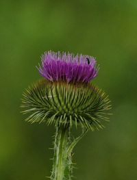 Close-up of thistle flower